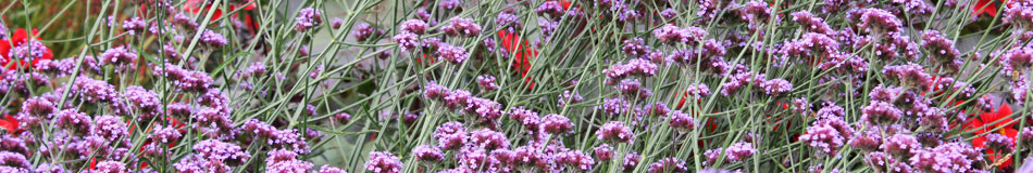 slideshow 2